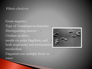 •Gram negative.
•Type of Gammaproteobacteria
•Distinguishing factors:
•Oxidase-positive,
•motile via polar flagellum, and
both respiratory and fermentative
metabolism.
•Organism can multiply freely in
water
 
