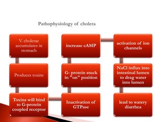 V. cholerae
accumulates in
stomach
Produces toxins
Toxins will bind
to G-protein
coupled receptor
Inactivation of
GTPase
G- protein stuck
in "on" position
increase cAMP
activation of ion
channels
NaCl influx into
intestinal lumen
to drag water
into lumen
lead to watery
diarrhea
 