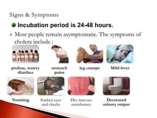  Most people remain asymptomatic. The symptoms of
cholera include :
profuse, watery
diarrhea
stomach
pains
leg cramps Mild fever
Vomiting Sunken eyes
and cheeks
Dry mucous
membranes
Decreased
urinary output
Incubation period is 24-48 hours.
 