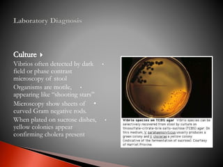•Vibrios often detected by dark
field or phase contrast
microscopy of stool
•Organisms are motile,
appearing like “shooting stars”
•Microscopy show sheets of
curved Gram negative rods.
•When plated on sucrose dishes,
yellow colonies appear
confirming cholera present
 