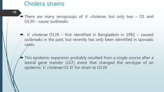 Cholera strains
 There are many serogroups of V. cholerae, but only two – O1 and
O139 – cause outbreaks
 V. cholerae O13...