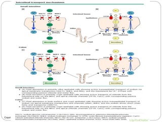 Diarrhea | PPTX