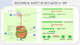 BIOCHEMICAL ASPECT OF RICE WATER or “AM”
 