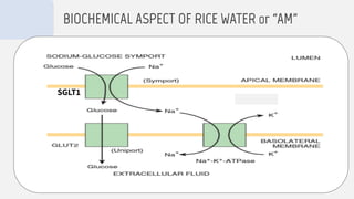 BIOCHEMICAL ASPECT OF RICE WATER or “AM”
SGLT1
 