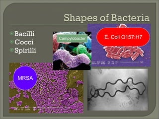 Bacilli Cocci Spirilli MRSA E. Coli O157:H7 Campylobacter 