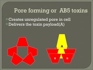 Pore forming or  AB5 toxins A B B Creates unregulated pore in cell Delivers the toxin payload(A) 