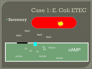 Secretory  NaCl Cl- NaCl NaCl NaCl Na Cl- Cl- Cl- cAMP H-O-H H-O-H H-O-H H-O-H 