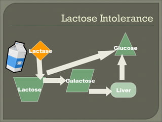 Lactose Intolerance Lactose Galactose Liver Glucose Lactase 