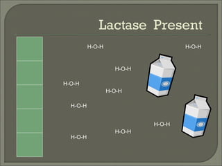 H-O-H H-O-H H-O-H H-O-H H-O-H H-O-H H-O-H H-O-H H-O-H Lactase  Present  