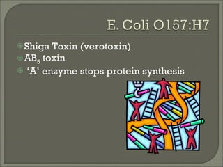 Shiga Toxin (verotoxin) AB 5  toxin ‘ A’ enzyme stops protein synthesis  