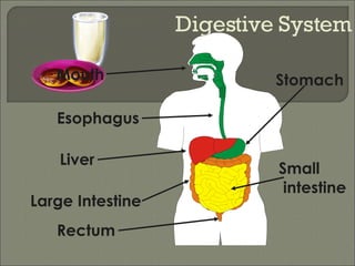 Digestive System Small intestine Mouth Esophagus Rectum Large Intestine Liver Stomach 