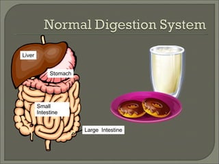 Small Intestine Large  Intestine Stomach Liver 