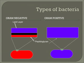 <ul><li>GRAM NEGATIVE </li></ul><ul><li>GRAM POSITIVE </li></ul>Peptidoglycan Lipid Layer 