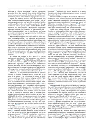 brazilian journal of microbiology 47S (2016) 3–30 5
virulence in human volunteers.24 Recent comparative
genomics of the EAF plasmids from diverse EPEC phyloge-
nomic lineages demonstrated signiﬁcant plasmid diversity
even among isolates within the same phylogenomic lineage.31
Typical EPEC have the ability to form tight, spherical, bac-
terial autoaggregates when grown in liquid culture.32 Like LA,
autoaggregation requires BFP. Typical EPEC also form bioﬁlms
on abiotic surfaces under static conditions, or in a ﬂow through
continuous culture system, and a model of EPEC bioﬁlm
formation has been proposed.26 Mutagenesis analysis has
identiﬁed adhesive structures such as the common type 1
pilus (T1P), antigen 43, BFP and the EspA ﬁlament (see below)
as participants in bacterial aggregation during bioﬁlm forma-
tion on abiotic surfaces.26
A hallmark phenotype of both tEPEC and aEPEC is the abil-
ity to produce AE lesions.33 This phenotype is characterized
by effacement of intestinal epithelial-cell microvilli and inti-
mate adherence between the bacterium and the epithelial cell
membrane. Directly beneath the adherent bacterium, marked
cytoskeletal changes are seen in the epithelial cell membrane,
particularly the formation of an actin-rich cup-like pedestal at
the site of bacterial contact. AE lesions are observed in model
EPEC infections with cultured cells and mucosal explants, as
well as in intestinal biopsies from EPEC-infected infants or
animals.6
AE lesions are encoded by LEE, which is a ∼35-kb
pathogenicity island (PAI)34 that is organized into ﬁve oper-
ons (LEE1 to LEE5).35–37 The LEE1, LEE2, and LEE3 operons
encode components of a T3SS, and the global regulator Ler
(LEE-encoded regulator).38 LEE4 encodes the T3SS-secreted
proteins EspA, EspB, and EspD (EPEC-secreted protein), which
are components of the translocation apparatus by which other
effector proteins are translocated into the cell. LEE5 encodes
the adhesin intimin and its translocated receptor, Tir.39
Intimin is a 94-kDa protein encoded by the eae gene and
required for intimate adherence of EPEC to host cells at the
sites of AE lesions.6 The N-terminus of intimin is highly
conserved, whereas the C-terminus is highly variable.40 Dif-
ferences in the C-terminus of intimin have been used as a
basis for classiﬁcation into several distinct subtypes, repre-
sented by the Greek letters ␣ (alpha) through ␨ (zeta)41,42; the ␣
subtype is expressed by EPEC1 strains while subtype ␤ is asso-
ciated with human EPEC2 strains. The N-terminus of intimin
anchors the protein in the EPEC outer membrane, whereas
the C-terminus extends from the EPEC surface and binds
to the Tir. Intimin–Tir interaction leads to intimate adher-
ence and pedestal formation beneath adherent bacteria,39 and
inhibits NF-␬B activity through tumor necrosis factor alpha
(TNF-␣) receptor-associated factors.43 In addition to Tir, the
EPEC genome contains six other LEE-encoded effector proteins
that are translocated into the cell (Map, EspF, EspG, EspZ, EspH,
and EspB), which interfere with different aspects of the cell’s
physiology.13,36,37,44
In addition to the LEE effectors, various non-LEE (Nle)-
encoded effector genes (cif, espI/nleA, nleB, nleC, nleD, nleE,
nleH)36,44 have been described, which are located outside the
EPEC LEE region, in at least six chromosomal PAIs, or in
prophage elements.45,46 The Nle proteins have been shown
to disrupt the cytoskeleton and tight junctions of the host
cell, and to modulate or prevent the host inﬂammatory
response.45–47 Although they are not required for AE lesion
formation, it is understood that they contribute to increased
bacterial virulence.44
Intracellular tEPEC have been observed both in tissue cul-
ture and in small intestinal biopsies from an EPEC-infected
infant.6 Two studies have reported that O111:NM strains con-
tain plasmid sequences that confer invasiveness upon E. coli
K12 strains containing the cloned fragments.48,49 Sequences
homologous to these cloned genes are present in only a minor-
ity of tEPEC strains (Scaletsky et al., unpublished data).
Typical EPEC strains encode a large surface protein,
lymphocyte inhibitory factor (LifA), which inhibits the expres-
sion of multiple lymphokines and inhibits lymphocyte
proliferation.50 Two related genes efa1 and toxB have been
implicated in adhesion to epithelial cells.51,52 There is evi-
dence indicating that Efa1/LifA contributes to epithelial cell
adherence in vitro53 and is required for intestinal colonization
of mice by the related AE pathogen Citrobacter rodentium.54
Some tEPEC strains possess other ﬁmbriae or pili in addi-
tion to BFP. Type 1 ﬁmbriae of EPEC have been found to be
antigenic in volunteer studies; however, they do not have a role
in adherence to epithelial cells in vitro.6 In addition, some EPEC
strains have conserved ﬁmbrial genes encoding homologs of
long polar ﬁmbriae (LPF),55 but a number of polymorphisms
within the lpfA genes have been identiﬁed.56 Initial stud-
ies have indicated that LPF is apparently not necessary for
adherence and AE lesion in human biopsies.55 The E. coli com-
mon pilus (ECP) has also been shown to act as an accessory
adherence factor in EPEC, playing a role during cell adher-
ence and/or in bacterium-bacterium interactions.57 However,
the signiﬁcance of ECP to EPEC pathogenesis has not been
determined. Interestingly, it has been shown that some tEPEC
strains may produce a hybrid adherence phenotype in HeLa
cells, i.e., LA and aggregative (AA)-like pattern concurrently
(LA+/AA-like+).58 Recently, it was shown that at least some of
these LA/AA-like+ strains bear large plasmids, distinct from
the pEAF, that encode a so far unknown adhesin.59 It has
been proposed that the ability of such strains in producing
AE lesions and an AA-associated bioﬁlm concomitantly could
worsen the patient’s clinical condition, leading to persistent
diarrhea.59
Flagella may also be involved in tEPEC adherence to epithe-
lial cells,60 since certain EPEC mutants are markedly impaired
in their ability to adhere and to form microcolonies. Further-
more, in one study, puriﬁed EPEC ﬂagella and anti-ﬂagellum
antibodies were both effective in blocking the adherence of
several EPEC serotypes.60 However, another study could not
conﬁrm the role of ﬂagella in EPEC adherence.61
Some tEPEC strains harbor the astA gene, which encodes
the enteroaggregative E. coli heat-stable enterotoxin 1
(EAST1).62,63 A recent study reported that 11 of 70 (16%) tEPEC
strains tested harbored an intact astA gene.64 Typical EPEC
strains of serotype O86:H34 produce cytolethal-distending
toxin (CDT).65 The signiﬁcance of EAST1 and CDT toxins in
EPEC pathogenesis remains unknown.
Autotransporter (AT) proteins, which have been associ-
ated with bacterial adherence, aggregation, bioﬁlm formation,
invasion, and toxicity66 in Gram-negative bacteria, have also
been described among EPEC strains.67 One such protein, EspC,
which is secreted by the type V secretion system and is
 