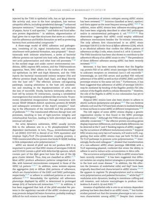 6 brazilian journal of microbiology 47S (2016) 3–30
injected by the T3SS in epithelial cells, has an IgA protease-
like activity and, once in the host cytoplasm, has various
cytopathic effects, including cytoskeletal damage,68 enhanced
lysozyme resistance,70 hemoglobin degradation,69 hydrolysis
of pepsin, factor V, and spectrin,70 and fodrin and focal adhe-
sion protein degradation.71 In addition, oligomerization of
EspC gives rise to rope-like structures that serve as a substra-
tum for adherence and bioﬁlm formation as well as protecting
bacteria from antimicrobial compounds.72
A three-stage model of tEPEC adhesion and pathogen-
esis, consisting of LA, signal transduction, and intimate
attachment with pedestal formation, was proposed.73 Simul-
taneously with intimate attachment, a series of bacterial
effector proteins are injected into host cells, where they sub-
vert actin polymerization and other host cell processes.37,44
In the earliest stage and under correct environmental con-
ditions, tEPEC express BFP, intimin, and the T3SS/translocon
apparatus. Next, EPEC adhere to the surface of the intesti-
nal epithelium via BFP and EspA ﬁlaments, and the T3SS
injects the bacterial translocated intimin receptor (Tir) and
effector proteins (EspB, EspD, EspF, EspG, and Map) directly
into the host cell.37 The effectors activate cell-signaling
pathways, causing alterations in the host cell cytoskele-
ton and resulting in the depolymerization of actin and
the loss of microvilli. Finally, bacteria intimately adhere to
host cell by intimin–Tir interactions, causing a cytoskeletal
rearrangement that results in pedestal-like structures. Tir pro-
motes cytoskeletal reorganization through interaction with
neural WASP (Wiskott-Aldrich syndrome protein) (N-WASP)
and subsequent activation of the Arp2/3 complex,45 lead-
ing to the effacement of the microvilli and the production
of pedestals.44,74 The translocated effectors disrupt host cell
processes, resulting in loss of tight-junction integrity and
mitochondrial function, leading to both electrolyte loss and
eventual cell death.45
For actin dynamics subversion, tEPEC usually recruits
Nck to the adhesion site in a Tir phosphorylated Y474-
dependent mechanism. In turn, TirEHEC (enterohemorrhagic
E. coli [EHEC] O157:H7) is devoid of an Y474 equivalent and
employs EspFU/TccP (Tir-cytoskeleton coupling protein), a
T3SS-translocated effector protein that binds N-WASP, leading
to Nck-independent actin polymerization.45
aEPEC are devoid of pEAF and do not produce BFP. It is
important to point out that EPEC strains of serotypes O128:H2
and O119:H2 contain a pEAF with defective bfp operons, which
contain part of the bfpA gene but have the rest of the bfp
gene cluster deleted. Thus, they are classiﬁed as aEPEC.12,75
Most aEPEC produce adherence patterns categorized as LA-
like, with loosened microcolonies compared to those of the
tEPEC LA pattern.12,76,77 In addition, some isolates express
the aggregative (AA) or diffuse (DA) patterns of adherence,
which are characteristics of the EAEC and DAEC pathotypes,
respectively,20,78 or adhere in undeﬁned patterns or are non-
adherent.20,78–80 Remarkably, the epithelial cell adherence
phenotype displayed by aEPEC is determined in prolonged
assays (6 h) of bacteria-cell interaction.12,76,77 In addition, it
has been suggested that lack of the pEAF-encoded Per pro-
teins in the regulatory cascade of the aEPEC virulence genes
may promote delayed AE lesion formation, probably making it
difﬁcult for such strains to cause disease.81
The prevalence of intimin subtypes among aEPEC strains
has been reviewed.18,67 Intimins classiﬁed as beta1, epsilon1
and theta appear as the most frequent among aEPEC.78,82–85 In
addition, some aEPEC strains bear adhesive-encoding genes
that have been originally described in other DEC pathotypes
and/or in extraintestinal pathogenic E. coli.79,80,82,86–88 This
observation suggests that aEPEC could employ additional
adherence mechanisms besides the Tir-intimin interaction.
The only adhesin ﬁrst characterized in an aEPEC strain
(serotype O26:H11) is the locus of diffuse adherence (LDA), which
is an aﬁmbrial adhesin that confers the diffuse pattern of
adherence on HEp-2 cells, when cloned in E. coli K-12 strains.89
The T3SS-translocon has been also shown to contribute to the
adherence efﬁcacy of an aEPEC strain in vitro.90 The prevalence
of these different adhesins among aEPEC has been recently
reviewed.18,67,91
Moreover, it has been recently shown that the ﬂagellar
cap protein FliD of an aEPEC strain (serotype O51:H40) binds
to unknown receptors on intestinal Caco-2 cell microvilli.92
Interestingly, an anti-FliD serum and puriﬁed FliD reduced
adherence of the aEPEC as well as that of tEPEC, EHEC and ETEC
prototype strains to the same cell line.92 Furthermore, it has
been suggested that adherence of aEPEC of serotype O26:H11
may be mediated by binding of the ﬂagellin protein FliC (the
subunit of the ﬂagella shaft) to cellular ﬁbronectin.93 However,
the role of the ﬂagella in aEPEC in vivo colonization has yet to
be investigated.
Atypical EPEC strains have also been shown to adhere to
abiotic surfaces (polystyrene and glass).94,95 The non-ﬁmbrial
adhesin curli and the T1P have been shown to mediate binding
to these surfaces in some aEPEC at different temperatures.90,96
The LEE region of some aEPEC strains display a genetic
organization similar to that found in the tEPEC prototype
E2348/69 strain.97 Although the T3SS-encoding genes are con-
siderably conserved,97,98 the effector protein-encoding genes
display important differences, and remarkable differences can
be detected at the 5 and 3 ﬂanking regions of aEPEC, suggest-
ing the occurrence of different evolutionary events.99 Atypical
EPEC strains may carry two tccP variants, tccP and/or tccP2, sug-
gesting that some aEPEC strains may use both Tir-Nck and
Tir-TccP pathways to promote actin polymerization.100 Inter-
estingly, Rocha and colleagues101 showed that transformation
of a non-adherent aEPEC strain (serotype O88:HNM) with a
TccP expressing-plasmid, conferred this strain the ability to
adhere to and to induce actin-accumulation in HeLa cells.
The occurrence and prevalence of Nle in aEPEC strains have
been recently reviewed.67 It has been suggested that differ-
ent isolates can employ distinct strategies to promote damage
to the host and cause disease.45 In addition, the Nle effec-
tors Ibe (invasion of endothelial cells) and EspT have been
originally described and characterized in aEPEC strains.102,103
Ibe appears to regulate Tir phosphorylation and to enhance
actin polymerization and pedestal formation,103 while EspT104
modulates actin dynamics, leading to membrane rufﬂing and
cell invasion, and induces macrophages to produce inter-
leukins IL-8 and IL-1␤ and PGE2.102
Invasion of epithelial cells in vitro in an intimin-dependent
pathway has been described in an aEPEC strain,105 but further
studies pointed out that the invasive phenotype is not a com-
mon characteristic among aEPEC.106 Despite their invasive
 