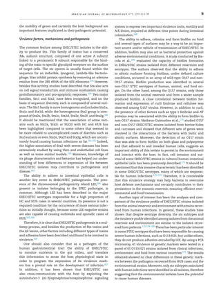 brazilian journal of microbiology 47S (2016) 3–30 9
the mobility of genes and certainly the host background are
important features implicated in their pathogenic potential.
Virulence factors, mechanisms and pathogenesis
The common feature among EHEC/STEC isolates is the abil-
ity to produce Stx. This family of toxins has a conserved
AB5 subunit structure, composed of one active A subunit
linked to a pentameric B subunit responsible for the bind-
ing of the toxin to speciﬁc glycolipid receptors on the surface
of target cells. The stx operon is usually found within the
sequence for an inducible, lysogenic, lambda-like bacterio-
phage. Stxs inhibit protein synthesis by removing an adenine
residue from the 28S rRNA of the 60S ribosome.152 However,
besides this activity, studies have described that Stx also acts
on cell signal transduction and immune modulation causing
proinﬂammatory and pro-apoptotic responses.159 Two major
families, Stx1 and Stx2, have been recognized, and on the
basis of sequence diversity, each is composed of several vari-
ants. The Stx1 family is more homogenous and includes Stx1a,
Stx1c and Stx1d; while the heterogenous Stx2 group is com-
posed of Stx2a, Stx2b, Stx2c, Stx2d, Stx2e, Stx2f, and Stx2g.160
It should be mentioned that the association of some vari-
ants such as Stx2a, Stx2c or Stx2d with HC and HUS has
been highlighted compared to some others that seemed to
be more related to uncomplicated cases of diarrhea such as
Stx1variants or even Stx2e, Stx2f and Stx2g, which are uncom-
monly found causing human infections so far.161,162 Indeed,
the higher association of Stx2 with severe diseases has been
extensively studied by using Vero and endothelial cell lines
as well as some animal models.159 Moreover, knowledge of
stx phage characteristics and behavior has helped our under-
standing of how differences in expression of Stx between
EHEC/STEC isolates may contribute to pathogenesis and
disease.163
The ability to adhere to intestinal epithelial cells is
another key event in EHEC/STEC pathogenesis. The pres-
ence of the chromosomal pathogenicity island LEE,164 also
present in isolates belonging to the EPEC pathotype, is
common. Although LEE has been described in the major
EHEC/STEC serotypes responsible for a high proportion of
HC and HUS cases in several countries, its presence is not a
required condition for the occurrence of more serious infec-
tions as initially thought, because some LEE-negative strains
are also capable of causing outbreaks and sporadic cases of
HUS.165,166
Therefore, it is clear that EHEC/STEC pathogenesis is a mul-
tistep process, and besides the production of Stx toxins and
the AE lesion, other factors including different types of toxins
and adhesins have been described and found to be involved in
virulence.159
One should also consider that as a pathogen of the
human gastrointestinal tract the ability of EHEC/STEC
to monitor nutrients in the gut milieu, and translate
this information to sense the host physiological state in
order to program the expression of its virulence mark-
ers has a pivotal role on the development of infection.167
In addition, it has been shown that EHEC/STEC can
also cross-communicate with the host by exploiting the
autoinducer-3 (AI-3)/epinephrine/norepinephrine signaling
system to express two important virulence traits, motility and
A/E lesion, required at different time points during intestinal
colonization.168
The ability to adhere, colonize and form bioﬁlm on food
and several types of surfaces may be a way to be an impor-
tant source and/or vehicle of transmission of EHEC/STEC. In
addition, bioﬁlm may also act as bacterial protection against
adverse environmental conditions. A study conducted by Bis-
cola et al.,169 evaluated the capacity of bioﬁlm formation
in EHEC/STEC strains isolated from different reservoirs and
serotypes. The authors observed that the ability to adhere
to abiotic surfaces forming bioﬁlms, under deﬁned culture
conditions, occurred in an array of wild-type O157 and non-
O157 strains. Bioﬁlm production was identiﬁed in several
non-O157 STEC serotypes of human, animal, and food ori-
gin. On the other hand, among the O157 strains, only those
isolated from the animal reservoir and from a water sample
produced bioﬁlm. A close correlation between bioﬁlm for-
mation and expression of curli ﬁmbriae and cellulose was
observed among O157 strains. However, in addition to curli,
the presence of other factors such as type 1 ﬁmbriae and AT
proteins may be associated with the ability to form bioﬁlm in
non-O157 strains. Matheus-Guimarães et al.,170 studied O157
and non-O157 EHEC/STEC strains isolated from bovine hides
and carcasses and showed that different sets of genes were
involved in the interactions of the bacteria with biotic and
abiotic surfaces. Moreover, the detection of an O157 strain
that was able to form bioﬁlm on both glass and polystyrene
and that adhered to and invaded human cells, suggests an
important ability of this isolate to persist in the environment
and interact with the host. In fact, cell invasion and sur-
vival of some EHEC/STEC strains in cultured human intestinal
epithelial cells has been previously described.171 It should be
mentioned that this invasive characteristic has been identiﬁed
in some EHEC/STEC serotypes, many of which are responsi-
ble for human infections.170–173 Therefore, it is conceivable
that this virulence strategy may help bacteria to overcome
host defense mechanisms and certainly contributes to their
persistence in the zoonotic reservoir, ensuring efﬁcient envi-
ronmental and food transmission.
Another topic of interest has been the analysis and com-
parison of the virulence proﬁle of EHEC/STEC strains isolated
from the animal reservoir and environment with strains recov-
ered from human infections. In general, these studies have
shown that despite serotype diversity, the stx subtypes and
the virulence proﬁle identiﬁed among isolates from the animal
reservoir and environment are similar to the isolates recov-
ered from patients.173,178–180 There has been particular interest
in some STEC serotypes that have been responsible for causing
severe human infections, such as O113:H21, but unlike others,
they do not produce adhesins encoded by LEE. By using a PCR
microarray, 41 virulence or genetic markers were tested in a
panel of 65 O113:H21 strains isolated from clinical infections,
environment and food from various countries.174 The results
obtained showed no clear differences in these genetic mark-
ers between the pathogens recovered from HUS cases and the
environmental strains. Moreover, only stx subtypes associated
with human infections were identiﬁed in all isolates, therefore
suggesting that the environmental isolates have the potential
to cause human diseases.
 