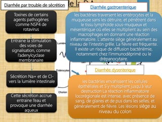 Physiopathologie de la D.A
Toxines de certains
agents pathogènes
comme NSP4 de
rotavirus
Entraine la stimulation
des voies de
signalisation, comme
l’adenylcyclase
membranaire
Sécrétion Na+ et de Cl-
vers la lumière intestinale
Cette sécrétion accrue
entraine l’eau et
provoque une diarrhée
aqueux
Diarrhée par trouble de sécrétion
les bactéries traversent les entérocytes et la
muqueuse sans les détruire, et pénètrent dans
le tissu lymphoïde sous-muqueux et
mésentérique où elles se multiplient au sein des
macrophages en donnant une réaction
inflammatoire. L'atteinte siège généralement au
niveau de l'intestin grêle. La fièvre est fréquente.
II existe un risque de diffusion bactériémie,
notamment chez l'immunodéprimé ou le
drépanocytaire.
Diarrhée gastroenterique
Diarrhée dysenterique
les bactéries envahissent les cellules
épithéliales et S’y multiplient jusqu'à leur
destruction La réaction inflammatoire
locorégionale est intense, avec présence de
sang, de glaires et de pus dans les selles, et
généralement de fièvre. Les lésions siège au
niveau du colon
 