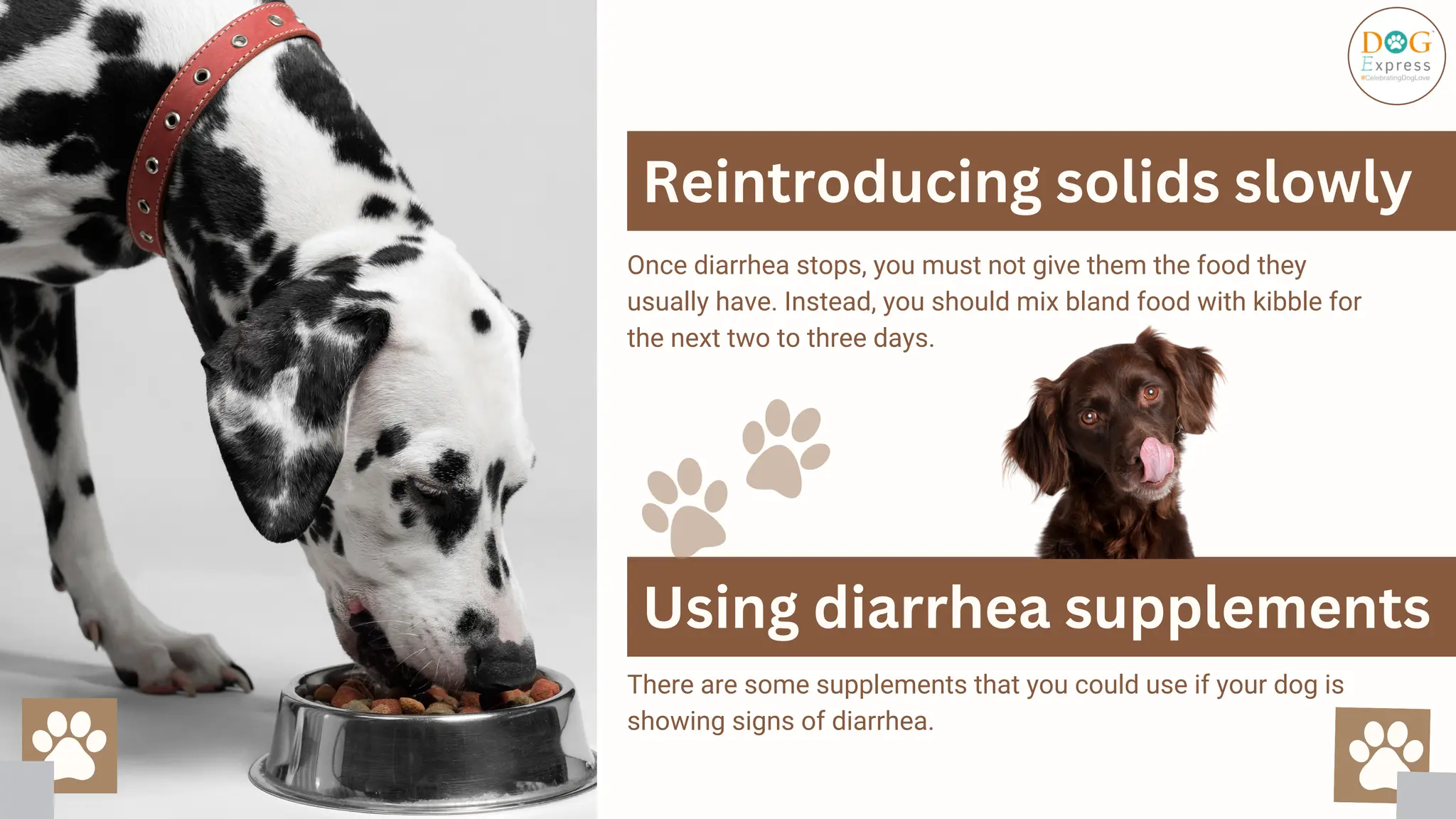 Fresh Look at Diarrhea In Dogs What You Can Do To Help Pdf