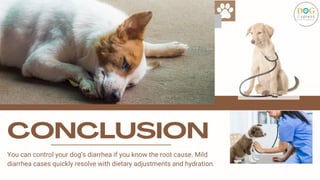 Picture of Diarrhea in Dogs What You Can Do to Help.pdf