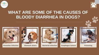 Curated visual reference: Picture Idea: Diarrhea In Dogs What You Can Do To Help Pdf