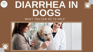 DIARRHEA IN
DOGS
WHAT YOU CAN DO TO HELP
 