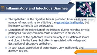 Inflammatory and Infectious Diarrhea
11
▰ The epithelium of the digestive tube is protected from insult by a
number of mechanisms constituting the gastrointestinal barrier, but
like many barriers, it can be breached.
▰ Disruption of the epithelium of the intestine due to microbial or viral
pathogens is a very common cause of diarrhea in all species.
▰ Destruction of the epithelium results not only in exudation of serum
and blood into the lumen but often is associated with widespread
destruction of absorptive epithelium.
▰ In such cases, absorption of water occurs very inefficiently and
diarrhea results.
 