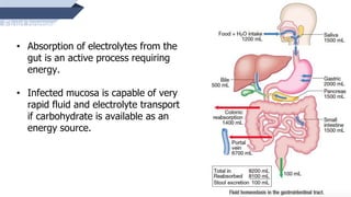51
Fluid homeostasis in the gastrointestinal
tract.
• Absorption of electrolytes from the
gut is an active process requiring
energy.
• Infected mucosa is capable of very
rapid fluid and electrolyte transport
if carbohydrate is available as an
energy source.
 