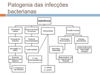 Patogenia das infecções
bacterianas
                                         Aderência


  Cél epitelial       Ruptura do bordo
                                             citotoxicidade                    Invasão mucosa
    intacta             em escova



  Produção de            Perda de                                       Penetração          Infecção
   enterotox          microvilosidades                                lâmina própria      generalizada



                                                                                            Salmonella typhi
 Ativa AMPc ou                                               Macrófago;
                       Lesão epitelial                                                        Salmonella
     GMPc                                                    inflamação
                                                                                               paratyphi


    Aumenta                                                          Salmonella E. coli
                               E. Coli
secreção no tubo                                                      enteroinvasiva
                          enteropatogênica
    digestivo                                                            Shiguella



     V. Cholerae E.                           C. difficile
     coli enterotox                           E. coli EH
 