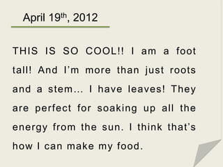 April 19th, 2012

THIS IS SO COOL!! I am a foot
tall! And I’m more than just roots
and a stem… I have leaves! They
are per...