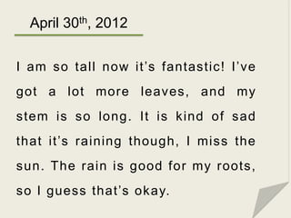April 30th, 2012

I am so tall now it’s fantastic! I’ve
got a lot more leaves, and my
stem is so long. It is kind of sad
t...