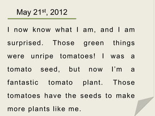 May 21st, 2012

I now know what I am, and I am
surprised.     Those      green    things
were unripe tomatoes! I was a
tom...