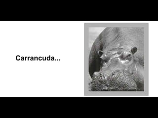 Carrancuda... 