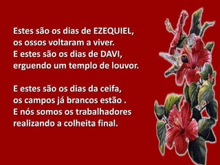 Estes são os dias de EZEQUIEL,
os ossos voltaram a viver.
E estes são os dias de DAVI,
erguendo um templo de louvor.
E estes são os dias da ceifa,
os campos já brancos estão .
E nós somos os trabalhadores
realizando a colheita final.
 