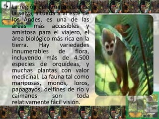 • La región del Amazonas o de
la selva, situada a al este de
los Andes, es una de las
áreas más accesibles y
amistosa para el viajero, el
área biológico más rica en la
tierra. Hay variedades
innumerables de flora,
incluyendo más de 4.500
especies de orquídeas, y
muchas plantas con valor
medicinal. La fauna tal como
mariposas, monos, loros,
papagayos, delfines de río y
caimanes son toda
relativamente fácil visión.
 