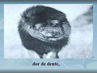 dor de dente, 