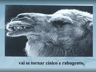 vai se tornar cínico e rabugento, 