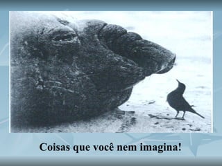 Coisas que você nem imagina! 