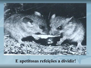 E apetitosas refeições a dividir! 