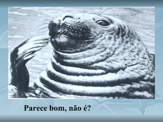 Parece bom, não é?   