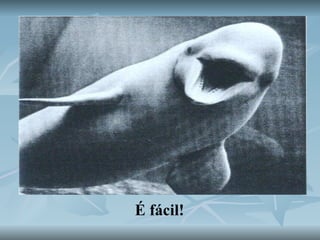 É fácil! 