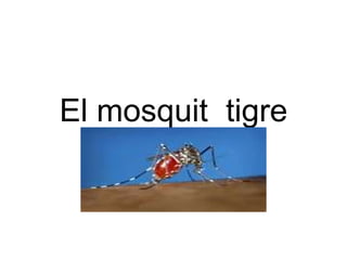El mosquit  tigre 