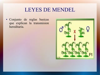 LEYES DE MENDEL
●   Conjunto de reglas basicas
    que explican la transmision
    hereditaria.
 