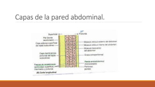Capas de la pared abdominal.
 