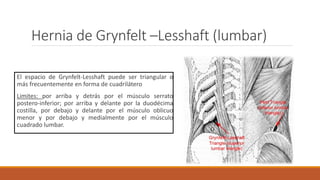 Hernia de Grynfelt –Lesshaft (lumbar)
El espacio de Grynfelt-Lesshaft puede ser triangular o
más frecuentemente en forma de cuadrilátero
Limites: por arriba y detrás por el músculo serrato
postero-inferior; por arriba y delante por la duodécima
costilla, por debajo y delante por el músculo oblicuo
menor y por debajo y medialmente por el músculo
cuadrado lumbar.
 