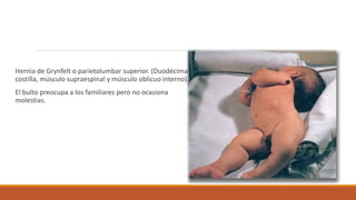Hernia de Grynfelt o parietolumbar superior. (Duodécima
costilla, músculo supraespinal y músculo oblícuo interno).
El bulto preocupa a los familiares pero no ocasiona
molestias.
 