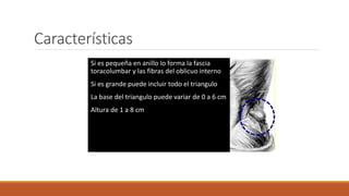 Características
Si es pequeña en anillo lo forma la fascia
toracolumbar y las fibras del oblicuo interno
Si es grande puede incluir todo el triangulo
La base del triangulo puede variar de 0 a 6 cm
Altura de 1 a 8 cm
 