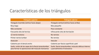 Características de los triángulos
Triángulo superior Triángulo inferior
Triangulo invertido (vértice hacia abajo) Triangulo vertical (vértice hacia arriba)
Muy largo Mas pequeño
Más constante Poco constante
Frecuente sitio de hernias Infrecuente sitio de herniación
12 nervio torácico No nervios
Primer nervio lumbar No nervios
Avascular Vascular
Cubierto por el dorsal ancho Cubierto por fascia superficial y piel
Suelo: unión de las capas de la fascia toracolumbar
para formar la aponeurosis del músculo transverso
Suelo: fascia toracolumbar, músculo oblicuo interno
y parcialmente el transverso
 