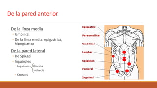 De la pared anterior
De la línea media
◦ Umbilical
◦ De la línea media: epigástrica,
hipogástrica
De la pared lateral
◦ De Spiegel
◦ Inguinales
◦ Inguinales: Directa
Indirecta
◦ Crurales
 