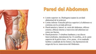 ● Limite superior: m. Diafragma (separa la cavidad
abdominal de la torácica)
● Limite inferior: Estrecho pélvico superior ( el abdomen se
continúa con la caviada pélvica)
● Pared anterior y lateral: m. recto del abdomen, oblicuo
externo, oblicuo interno y transverso del abdomen así
como sus fascias.
● Pared posterior: 5 vértebras lumbares y sus discos
Intervertebrales, lateralmente las 12 costillas,, en la parte
superior de la pelvis ósea , el m. psoas, el m cuadrado
lumbar o cuadrado de los lomos y las Aponeurosis de
origen de los m. transversos del Abdomen.
 