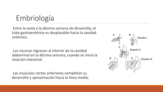 Embriología
Entre la sexta y la décima semana de desarrollo, el
tubo gastroentérico es desplazable hacia la cavidad
celómica.
Las vísceras regresan al interior de la cavidad
abdominal en la décima semana, cuando se inicia la
rotación intestinal.
Los músculos rectos anteriores completan su
desarrollo y aproximación hacia la línea media.
 